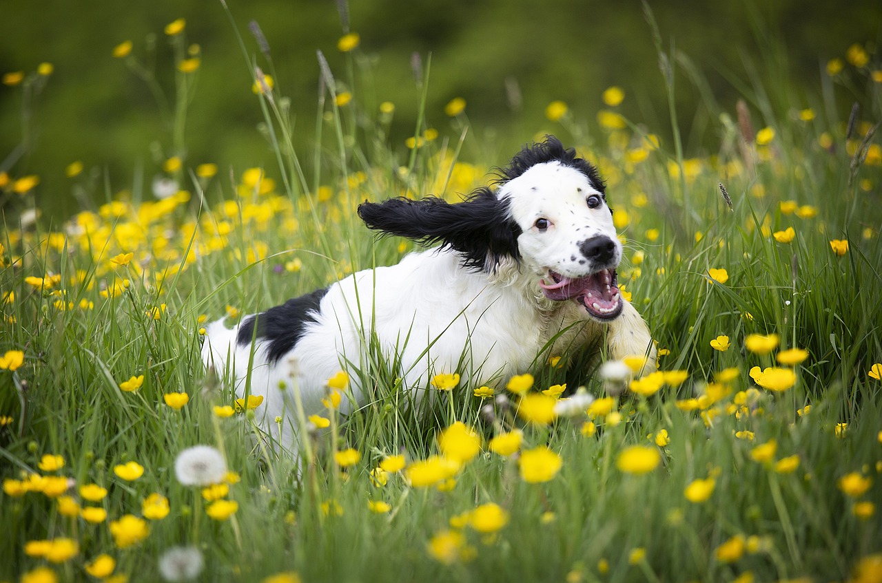 The Traits of the Clumber Spaniel - Calm and Gentle